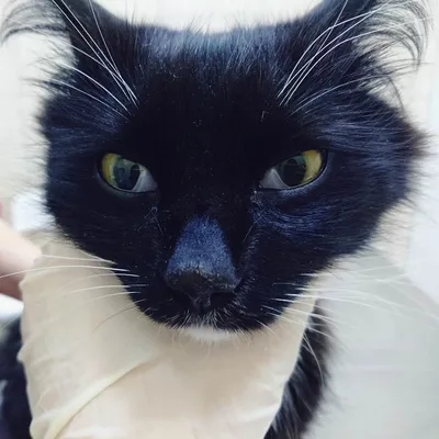 Почему у кошки болит глаз? Топ-5 причин | ZooVision