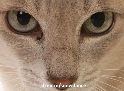 Особенная» кошка с большими глазами покорила Сеть «Ochkov.net»