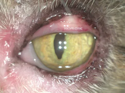 Операция на глаза кошке (цена). Удаление глаза у кота стоимость