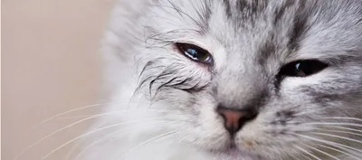 Болезни глаз у кошек. Ветеринарная клиника Био-Вет. - YouTube