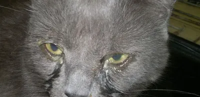 Как распознать инфекцию глаз у кота и что делать
