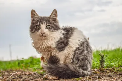 Блефарит у кошек- симптомы и лечение, фото - ветеринарная офтальмология  Реком