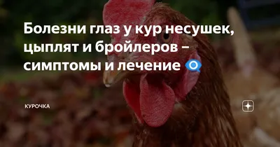 Болезни куриц: ТОП- 12 частых заболеваний | Ветеринарные препараты оптом