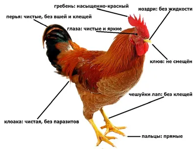 Краткое руководство по лечению домашних птиц | agrobook.ru