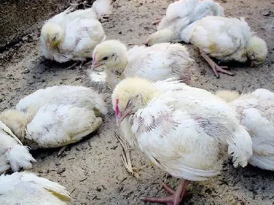 Почему синеет гребень у кур, цыплят и петухов | Ваше хозяйство | Дзен