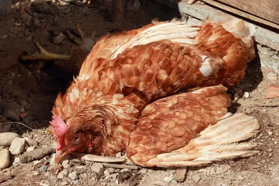 Болезни домашних кур: симптомы и лечение куриных заболеваний