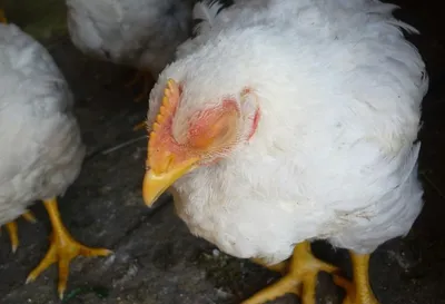 У курицы закрылся один глаз: что делать и чем лечить, болезни, симптомы,  профилактика