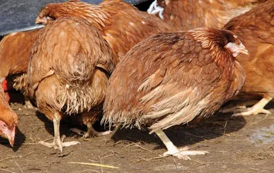 Инфекционный энцефаломиелит (AE) у птицы: причины, симптомы и лечение |  компания NITA-FARM