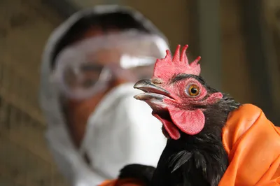 Памятка по профилактике гриппа птиц | Администрация Муниципального  образования поселка Боровский