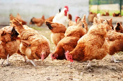 Антибиотик для куриц и с/х птиц: 100 % защита от бактерий | Ветеринарные  препараты оптом