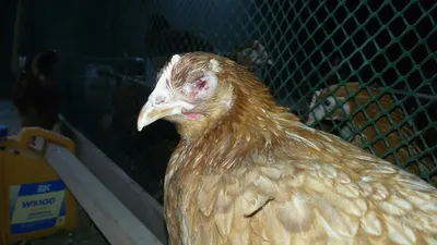 Болезни куриц: ТОП- 12 частых заболеваний | Ветеринарные препараты оптом