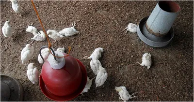 Как проявляется птичий грипп у кур, и опасен ли он для человека