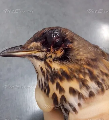 Болезни глаз у птиц | Ветеринарная выездная служба
