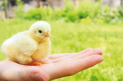 Что делать, если курица хрипит: причины и методы борьбы, чем лечить