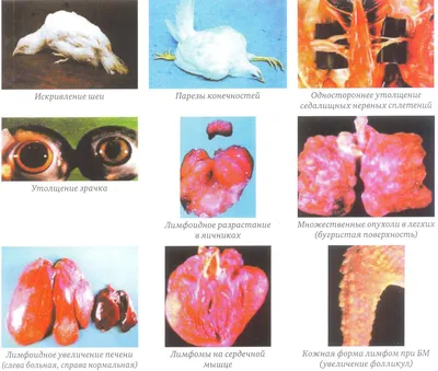 Инфекционные болезни птиц и их лечение