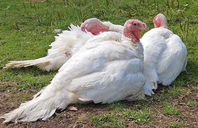 Болезни цыплят-бройлеров: 5 самых распространенных заболеваний