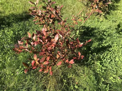 Листья у голубики краснеют: возможные причины и их устранение