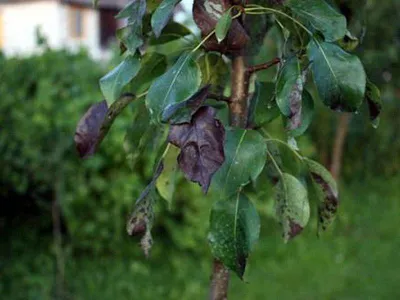Болезни листьев груши: описания с фото и способы лечения