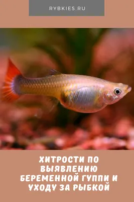 Рыбки Гуппи – уход и содержание, описание, размножение, фото