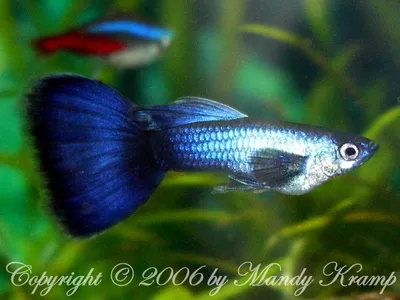 Гуппи леопардовый (Poecilia reticulata var.), M | Карпозубые, живородящие |  Аквариумный интернет-магазин. Аквариумные рыбки и растения, аквариумы и  оборудование |