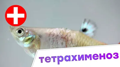 Рыбки Гуппи – уход и содержание, описание, размножение, фото