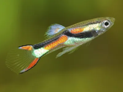 Гуппи (Poecilia reticulata) | Справочник аквариумиста