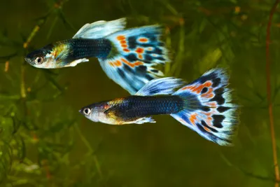Гуппи \"Московский синий\" (Poecilia reticulata var.), M | Карпозубые,  живородящие | Аквариумный интернет-магазин. Аквариумные рыбки и растения,  аквариумы и оборудование |