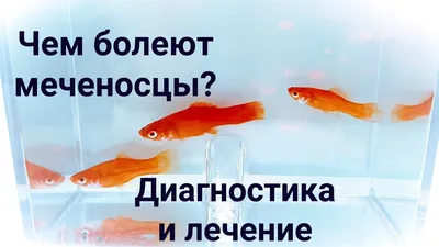 гуппи заболела(((