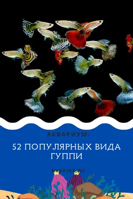 Гуппи рыбка: фото, содержание и уход, совместимость, разведение