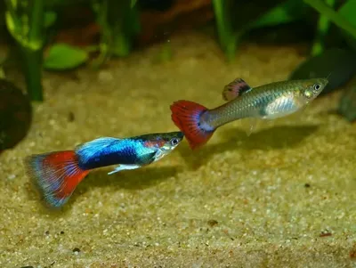Гуппи Кои (Guppy Koi), разведение Амигофиш, чистая линия - самцы купить  недорого в Москве | Амигофиш
