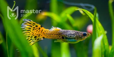 Корм Tetra Guppy для всех видов гуппи, 30 г. (100 мл.) купить в Минске