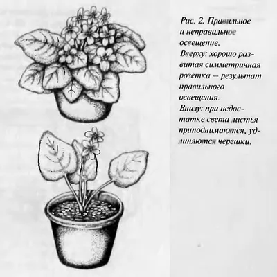 Фиалка вариегатная микс / Сенполия в Москве по доступным ценам. Заказать.