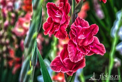 Гладиолус Ассоль mirgladiolus.ru © Лазаревич Тамара МИР ГЛАДИОЛУСОВ