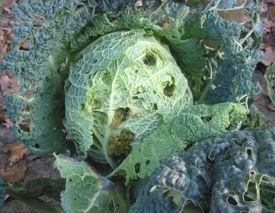 Болезни капусты: фото и описание, вредители | Вегетарианские сады, Вредители  растений, Капуста