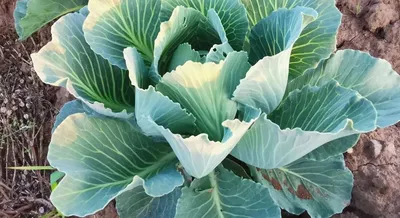 PDF) DISEASE RESISTANCE OF WHITE HEAD CABBAGE VARIETIES AS A FACTOR OF  REDUCTION OF THE PEST RISKS IN VEGETABLE GROWING