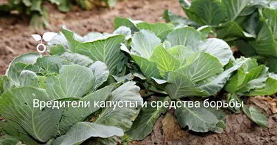 Чем подкормить капусту в августе и как защитить от альтернариоза и  вредителей — АгроXXI