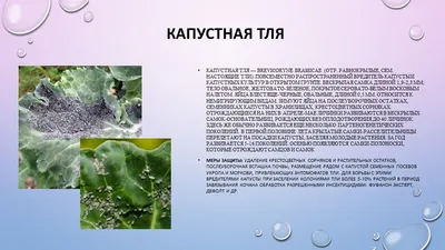 Болезни капусты, фото, описание и лечение, в открытом грунте и Теплице |  Супермаркет Семян