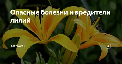 Опасные болезни и вредители лилий | AGRONOMU | Дзен