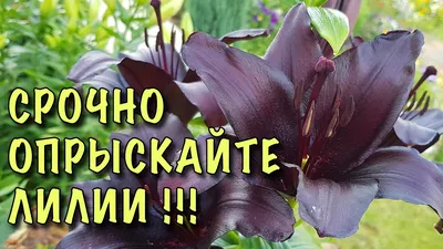 ЛИЛИИ в ОПАСНОСТИ! КРАСНЫЙ ЖУК может УНИЧТОЖИТЬ БУТОНЫ! Как ЗАЩИТИТЬ лилии  от ВРЕДИТЕЛЕЙ и БОЛЕЗНЕЙ - YouTube