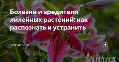 Болезни и вредители лилейных растений: как распознать и устранить | Огород  Мечты | Дзен