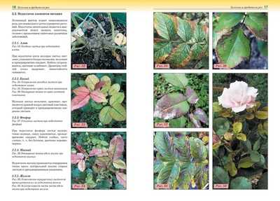 Болезни и вредители роз, хвойных и других декоративных растений:  Атлас-определитель | Фитон XXI