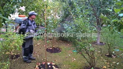 Болезни и вредители роз и борьба с ними — SonceSad Болезни и вредители роз  и борьба с ними — SonceSad