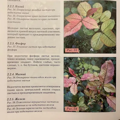 Болезни и вредители роз, хвойных и других декоративных растений:  Атлас-определитель | Фитон XXI