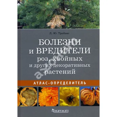 Почему болеют розы? Основные заболевания и вредители розы