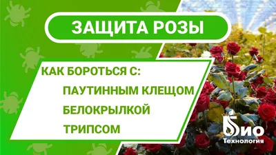 Главные вредители розы и проверенный способ избавиться от них | Дела  огородные (Огород.ru)