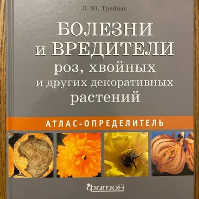 Вредители и болезни розы. Средства защиты | Вредители растений, Идеи  посадки растений, Розы