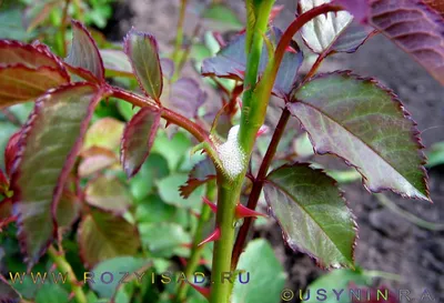 Садовые хитрости: как защитить розы от болезней и вредителей, если под  рукой нет химикатов | В цветнике (Огород.ru)