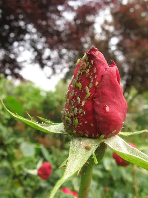 Болезни и вредители роз, с которыми мы чаще всего сталкиваемся | Розы,  Выращивание роз, Садоводство