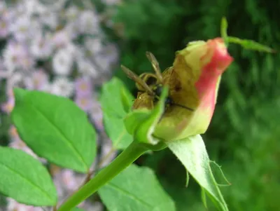 ОТ ВСЕХ БЕД РОЗ ПОМОЖЕТ ОДНО ЗАБЫТОЕ СРЕДСТВО! Обработка роз от болезней и  вредителей - YouTube