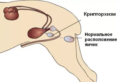 Почему у собаки могут быть красные яички: причины и рекомендации